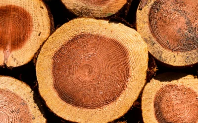 Madera certificada FSC: qué es y por qué importa en tu casa de madera